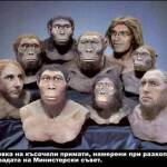 Късочели примати