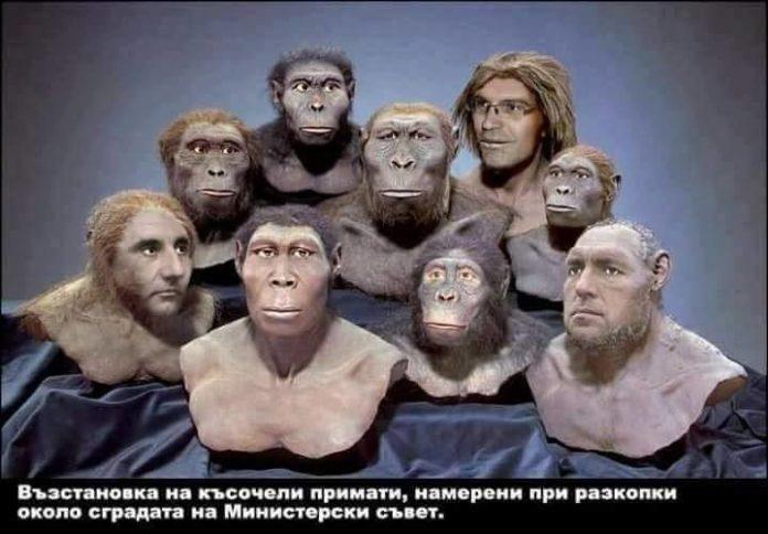 Късочели примати