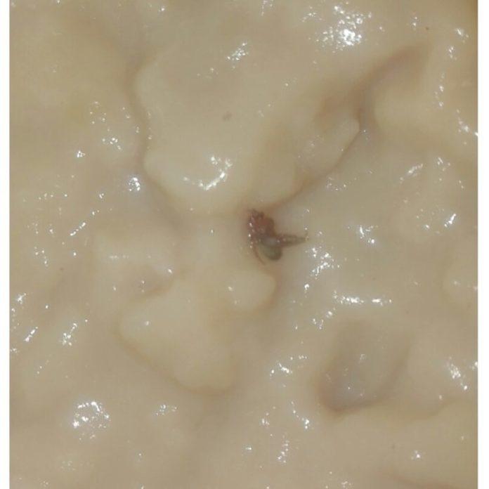 Буболечка в пюре. Снимка: Фейсбук