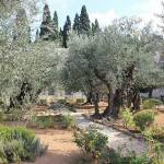 Снимка: Маслинови дръвчета