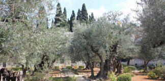 Снимка: Маслинови дръвчета
