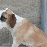 Снимка: скрийншот от видеото