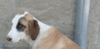 Снимка: скрийншот от видеото