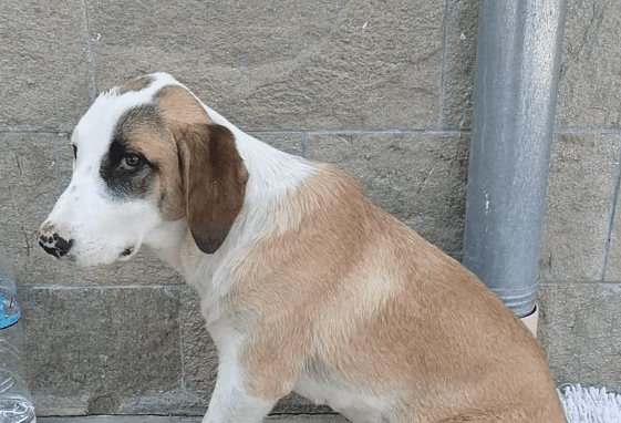 Снимка: скрийншот от видеото