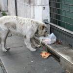 Бездомни кучета