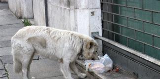 Бездомни кучета