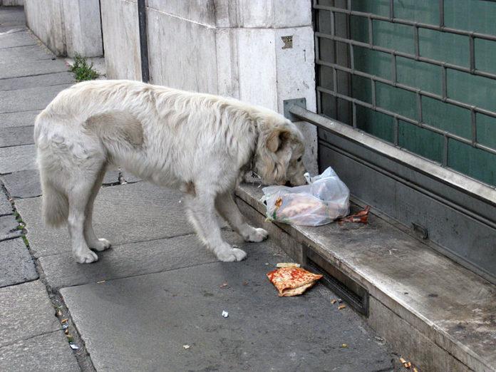 Бездомни кучета