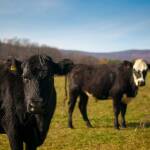 Кравеферма