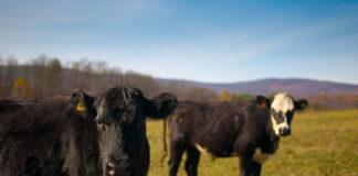 Кравеферма