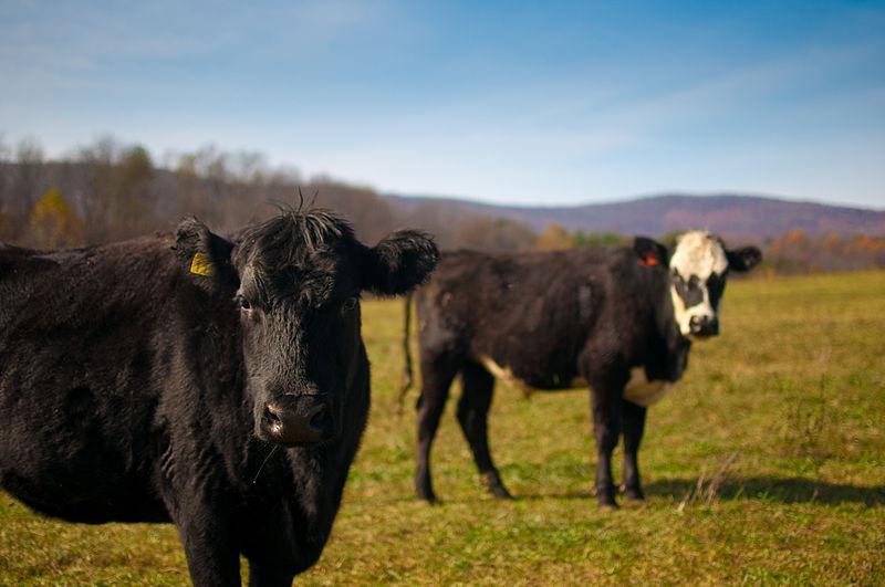 18 крави са били умъртвени във ферма край кирковското село