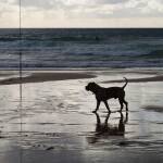 Спасено куче