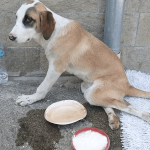 Снимка: скрийншот от видеото