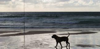 Спасено куче