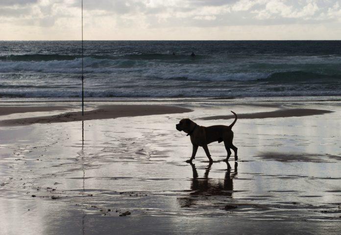 Спасено куче