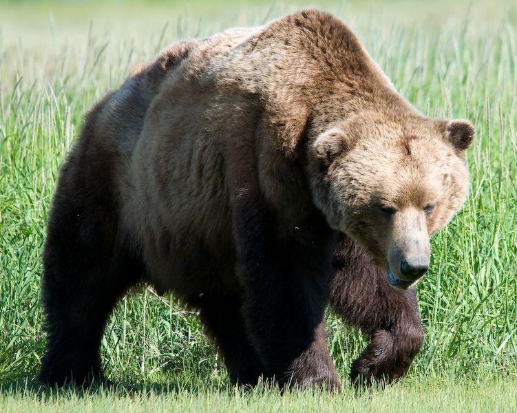 Кафяви мечки нанасят щети върху пчелни кошери в Ловеч и