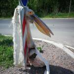 Мъртъв розов пеликан