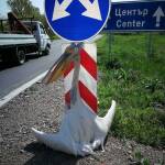 Мъртъв розов пеликан