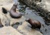 Снимка: Тюлени