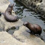 Снимка: Тюлени