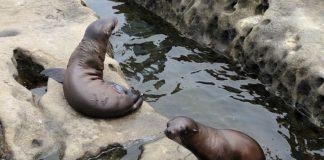 Снимка: Тюлени