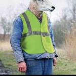 Българска жълта жилетка