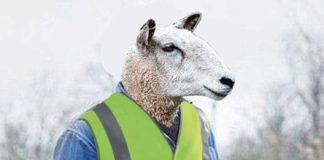 Българска жълта жилетка