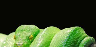 Снимка: Пиксабай