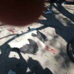 Убит щъркел