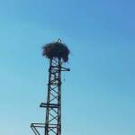 Щъркелово гнездо