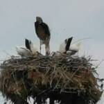 Щъркелово гнездо