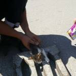 Пожарникари спасяват коте. Снимка: Фейсбук, Венци Тоневски