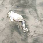 Обезглавен делфин