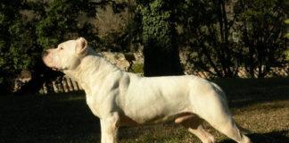 Дого Аржентино