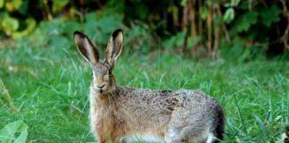 Див заек. Снимка: Wikimedia Commons