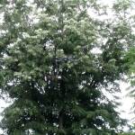 IMG 20190606 190510934