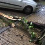 Паднал клон