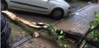 Паднал клон