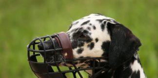 Снимка: Wikimedia Commons