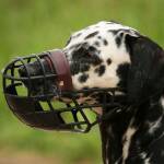 От 100 на 1000 лв. се увеличава санкцията за агресивно куче без намордник Снимка: Wikimedia Commons