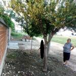 Обесено куче