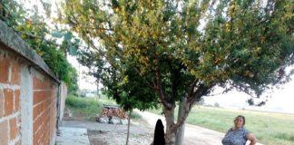 Обесено куче