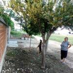 Обесено куче