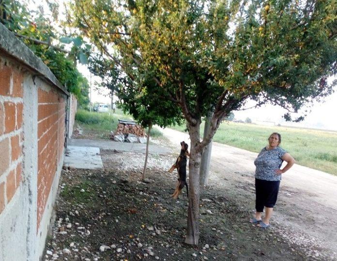 Обесено куче