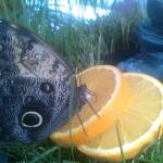 Изложба на папагали и пеперуди