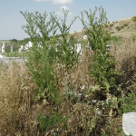 Гробищен парк