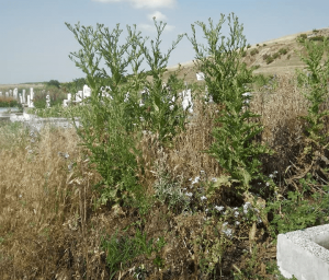 Гробищен парк