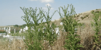 Гробищен парк