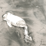 Обезглавен делфин