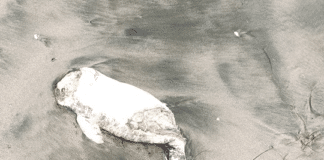 Обезглавен делфин