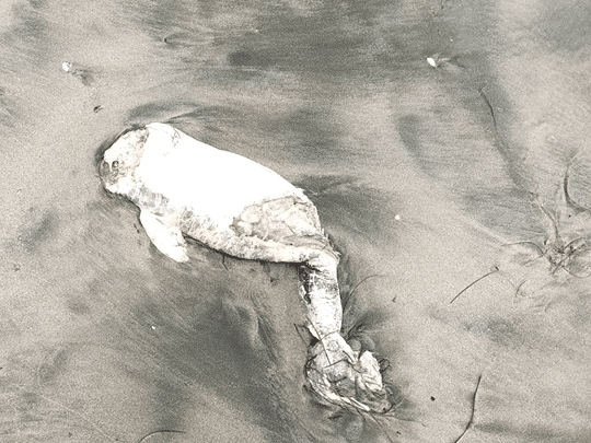 Обезглавен делфин